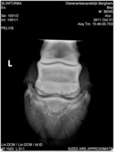 Horse X-ray from a case study