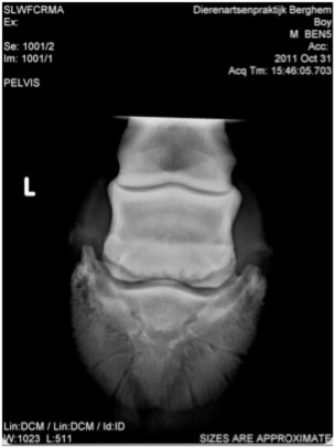 Horse X-ray from a case study