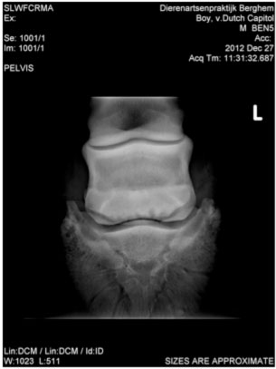 Horse X-ray from a case study