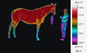 Heatmapped image of a horse and two people