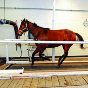 A racehorse using the Altitude Training chamber