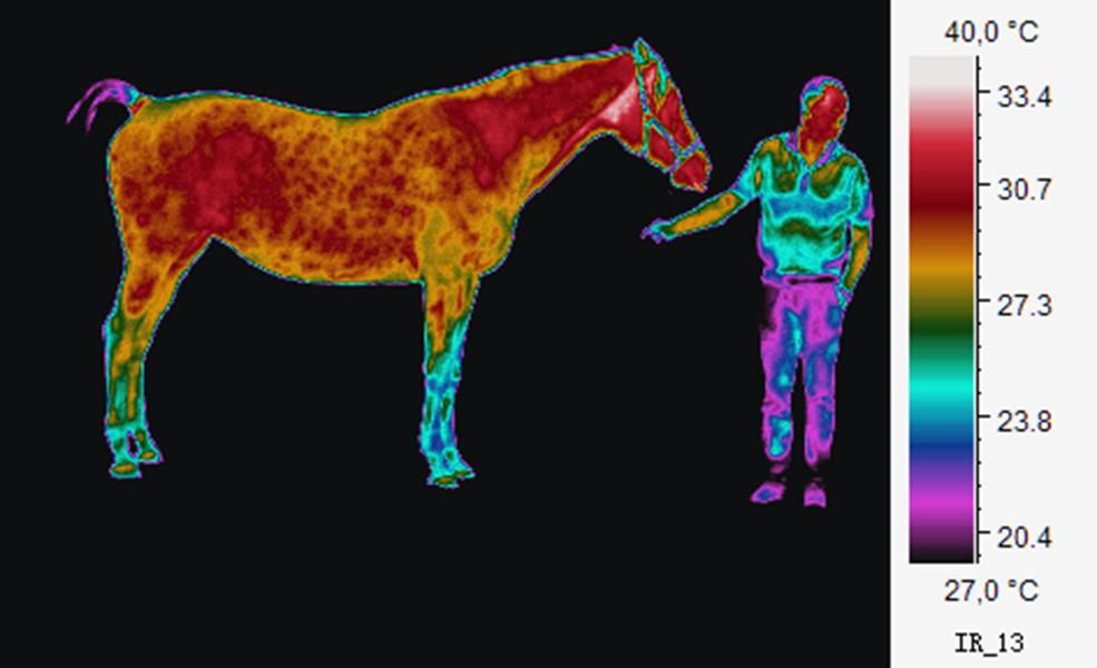 Heatmapped image of a horse and one person