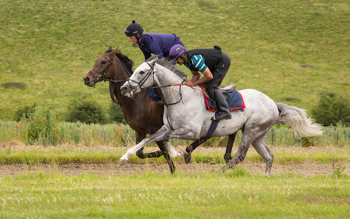 gallops_a Equine Health Centre