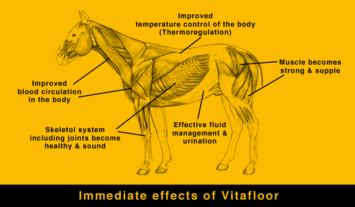 The immediate effects on a horse's body after using a Vitafloor vibration therapy system