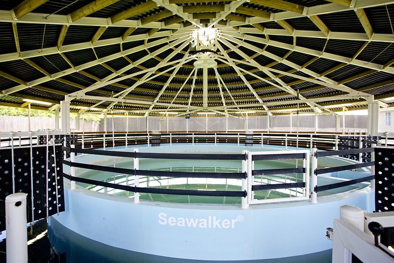 insideaseawalker Equine Health Centre