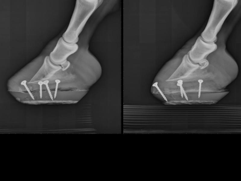 An x-ray of a horse's hooves with screws in them