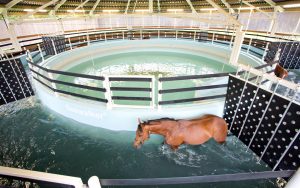 Racehorses using the Seawalker horse water walker