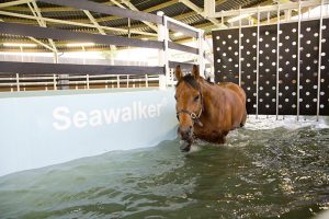 A horse using the Seawalker horse water walker