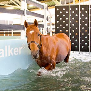 A racehorses using the Seawalker horse water walker