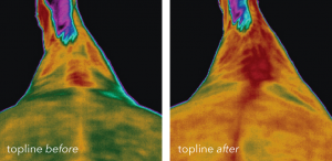 Two photos showing the benefits to the topline that an Vitafloor equine vibration therapy system can make