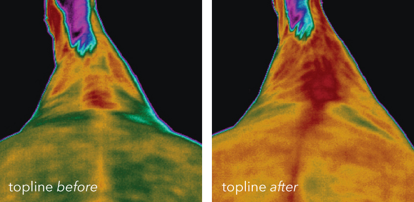 Two photos showing the benefits to the topline that an Vitafloor equine vibration therapy system can make