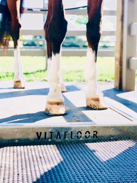 A horse's legs stood on a Vitafloor equine vibrating therapy system