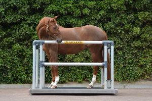 Roan horse stood on a Vitafloor mobile version with side bars and safety click system