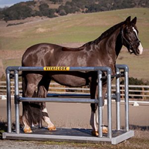 Horse stood on a Vitafloor equine vibrating floor system