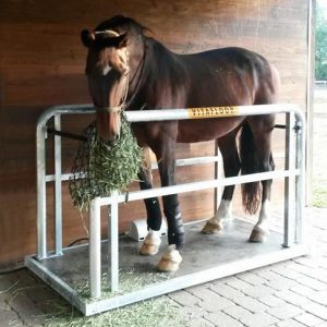 A horse eating hay stood on a Vitafloor equine vibration therapy system