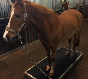 Horse stood on a mobile Vitafloor VMC version which is just the floor only