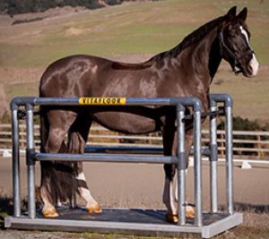 Horse stood on a Vitafloor equine vibrating floor system