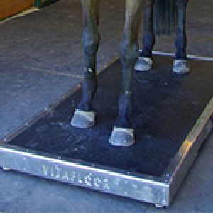 A mobile Vitafloor equine vibration therapy system with a horse stood on it