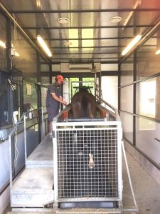 An equine altitude training system being used by a horse and a handler