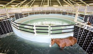 The interior of a Seawalker Horse Water Walker