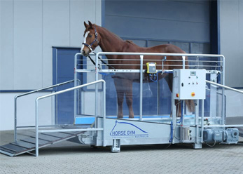 A horse stood in a Horse Gym 2000 Treadmill