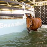 Working Horses In Water – The Benefits & Options