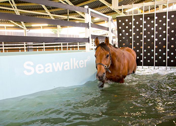 A horse walking round a Seawalker Horse Water Walker