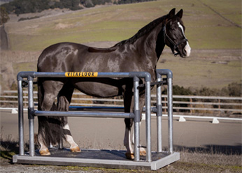 A horse stood on a mobile Vitafloor version with side bars and safety click system