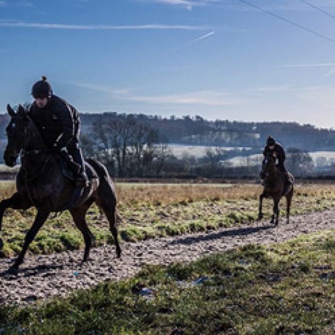 two race horses on an all-weather gallop in winter