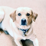 Milo
